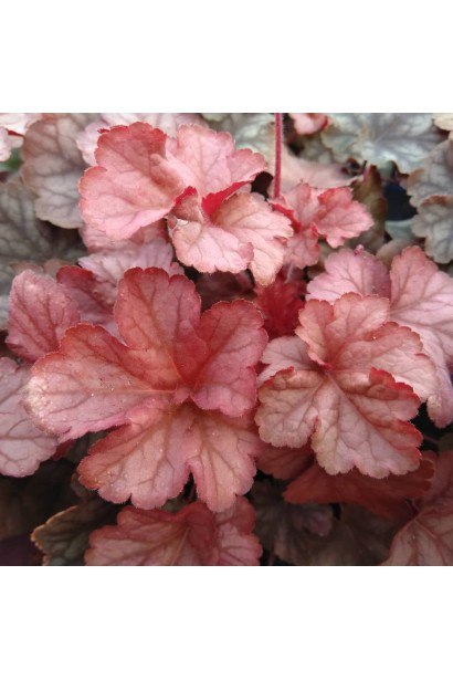 Гейхера Pinot Gris